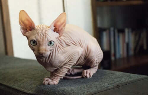 Gato kohana ou gato havaiano sem pelo
