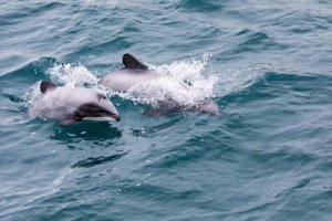 O golfinho-de-hector da Nova Zelândia