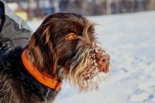 Griffon de caça tcheco na neve