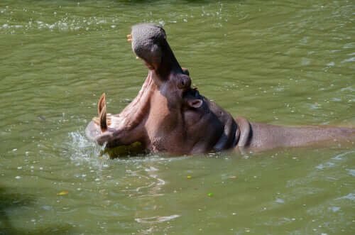 Os hipopótamos são bons nadadores
