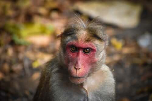 Macaco de rosto vermelho na Índia