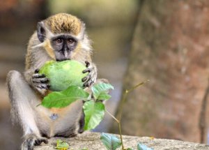 Os macacos-verdes têm alarmes contra drones