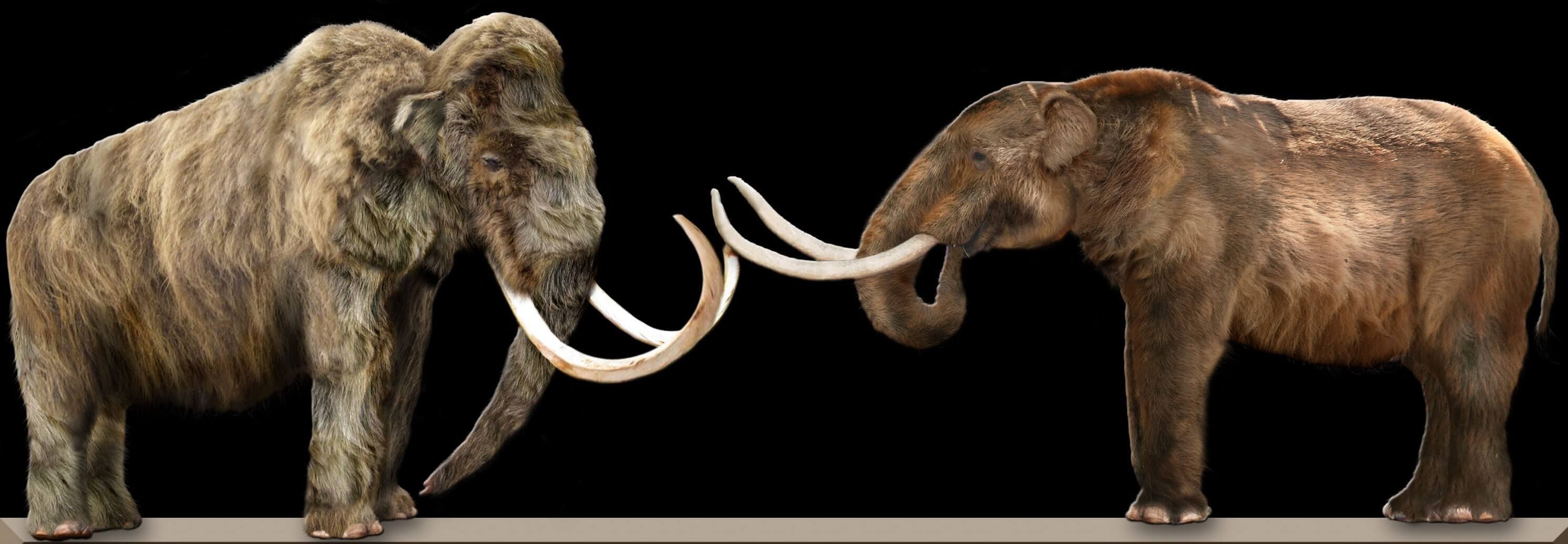 Mastodontes extintos