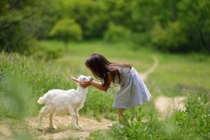 4 coisas que você deve saber para cuidar de cabras