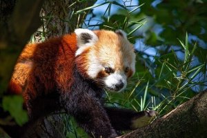 Urso panda-vermelho: comportamento e habitat