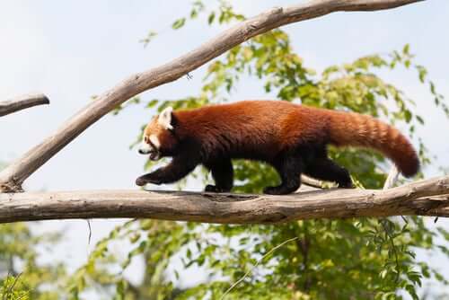 Panda andando em galho de árvore