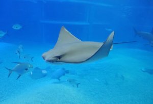 O que são os peixes elétricos?