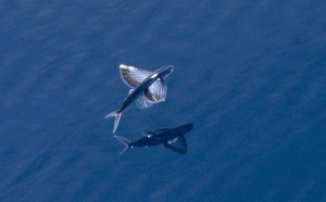 Três espécies de peixes-voadores