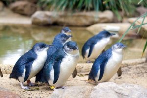 Pinguim-azul, o menor pinguim do mundo