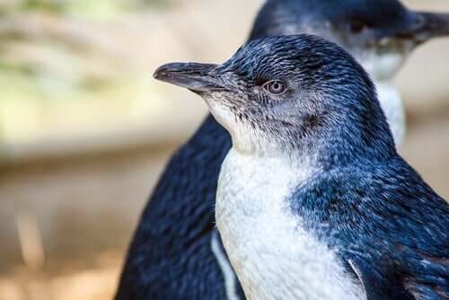 Pinguim-azul, o menor do mundo