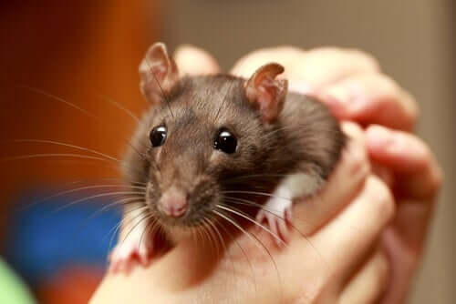 Rato como animal de estimação