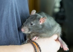 Você teria um rato como animal de estimação?