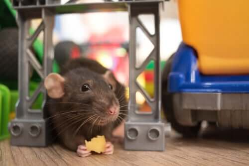 A inteligência dos ratos