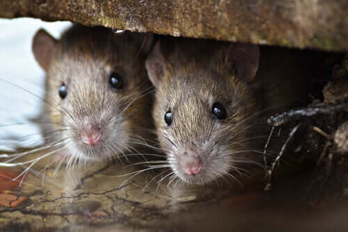 A inteligência dos ratos