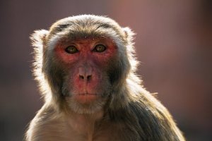O problema dos macacos na Índia