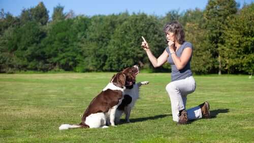 Mulher adestrando cães