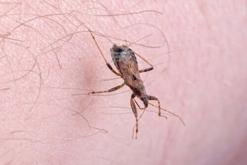 Sintomas da doença de Chagas