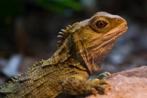 A tuatara: um sobrevivente da era dos dinossauros