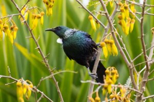 O coleirinho: um grande ajudante polinizador de flores na Nova Zelândia