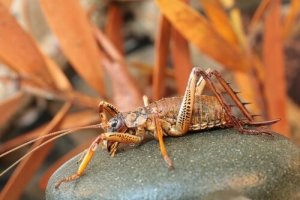 Weta, um dos maiores insetos do planeta