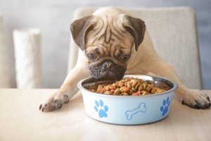 A alimentação hipoalergênica para cães funciona?