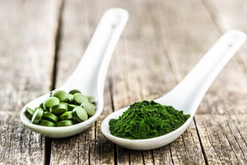 Chlorella para cães: 3 principais benefícios