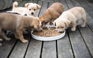 A alimentação do cachorro de acordo com a idade