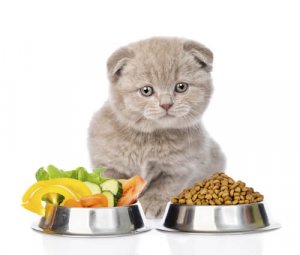 3 alimentos humanos permitidos para gatos