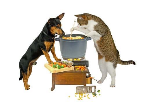 Gato e cachorro cozinhando