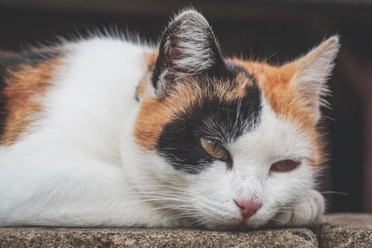 Anemia em gatos: como detectar, compreender e tratar