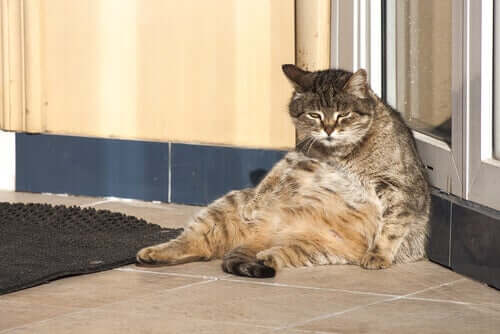 As atividades dos gatos durante o dia