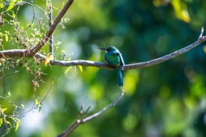 Características das aves jacamaraçu