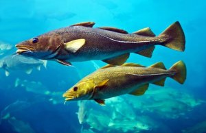 Bacalhau comum: características e reprodução