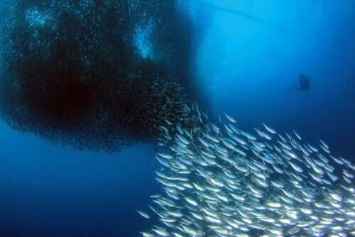 Como ocorre a migração das sardinhas?