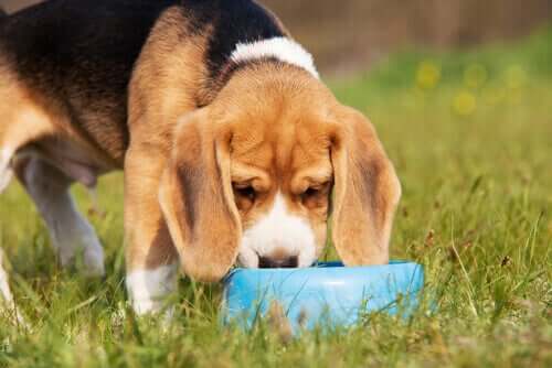 Alimentação dos cães