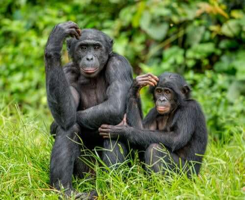 Mãe bonobo com seu filhote