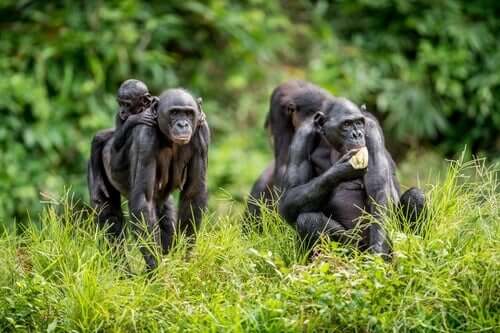 Bonobos