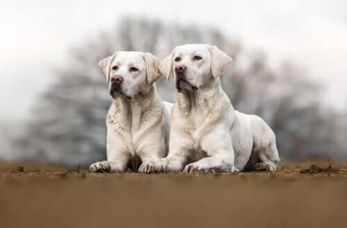 A clonagem de cães é permitida?