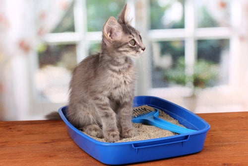 Filhote de gato em caixa de areia