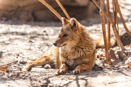 Estado de conservação do chacal-dourado