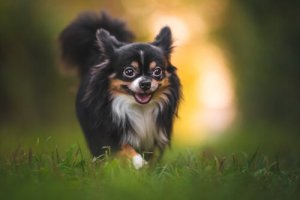 Dicas para proteger os cães de picadas de insetos