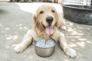 O efeito do gelo nos cães: saiba mais!