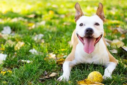 Cão feliz e saudável
