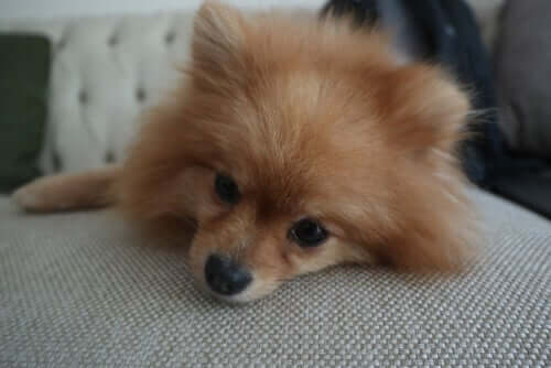 Cachorro deitado no sofá