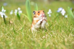 7 dicas para montar uma casa perfeita para roedores