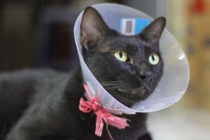 Castração em gatos: tudo que você precisa saber