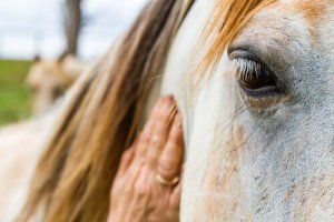 Os cavalos podem interpretar expressões e emoções humanas