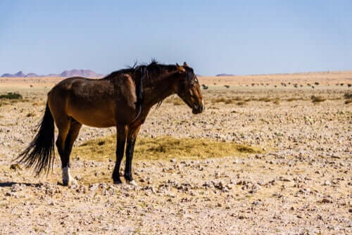 Cavalo na Namíbia