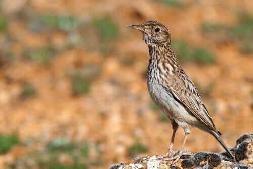 Causas que tornam a calhandra vulnerável