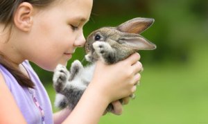 As melhores raças de coelhos domésticos